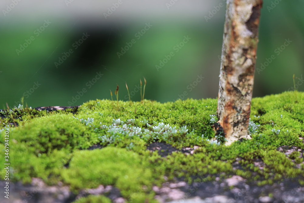 Fototapeta premium Iron rod used in foundation covered by green moss