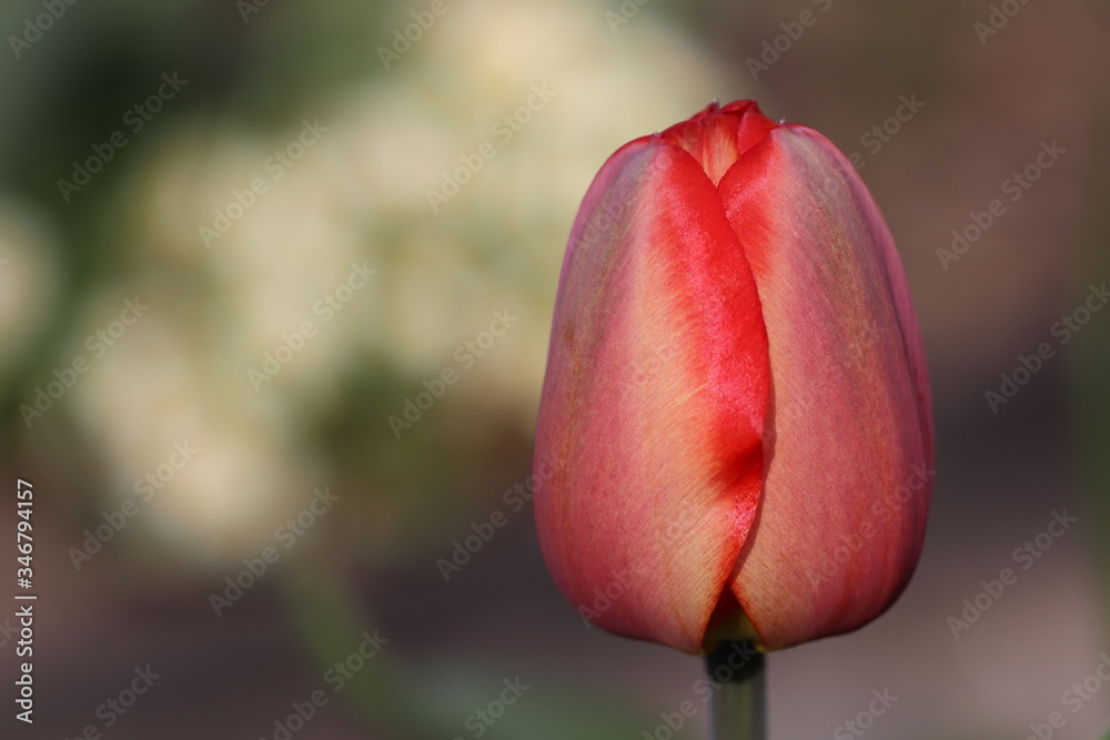 Czerwony tulipan. - obrazy, fototapety, plakaty 