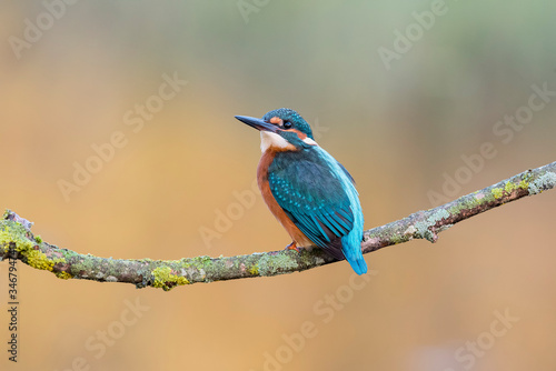 Kingfisher perched on a branch with warm background