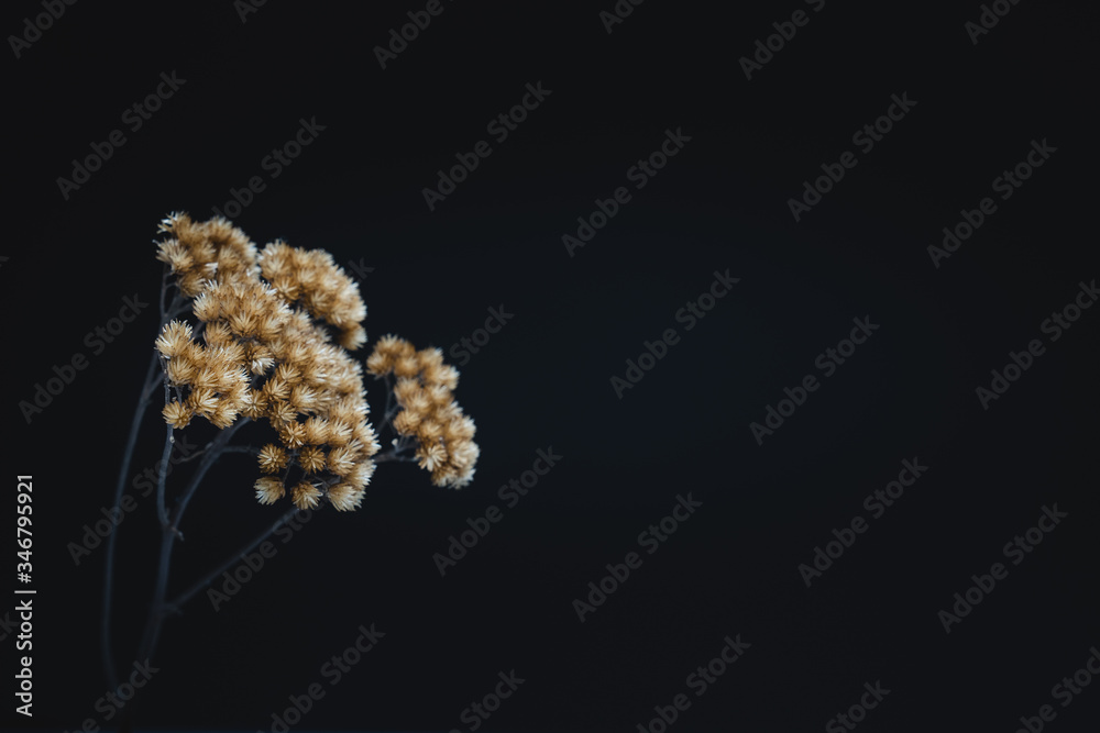 Dried Grass flower background. Brown grass flower with copy space.They are color tone dark. Dried Grass flower background. Brown grass flower with copy space.They are color tone dark.