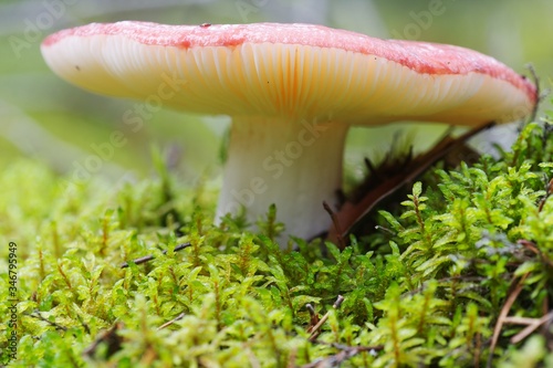 Closeup of red mushroom in moss with light green background