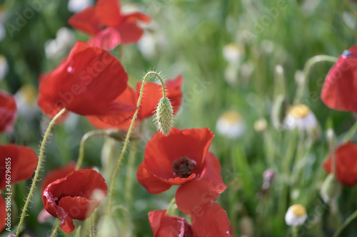 background of group poppies in the spring time