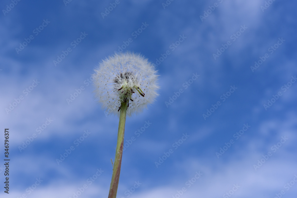 Beautiful dandalion flower (Taraxacum officinale) Beautiful dandalion flower (Taraxacum officinale)