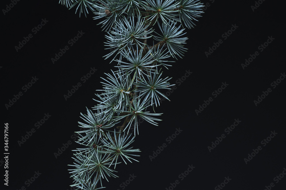 Pine leaves background.Green leaves with copy space.They are color tone dark in the morning. Green leaves from New Zealand. Pine leaves background.Green leaves with copy space.They are color tone dark in the morning. Green leaves from New Zealand.