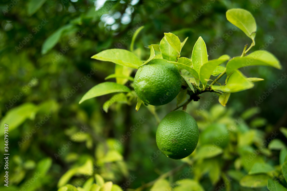 Green lemons on a lemon tree