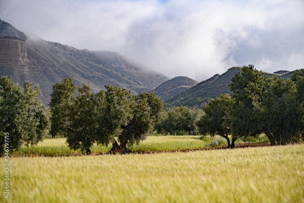 typical landscape of the fields of guadalajara in spain
