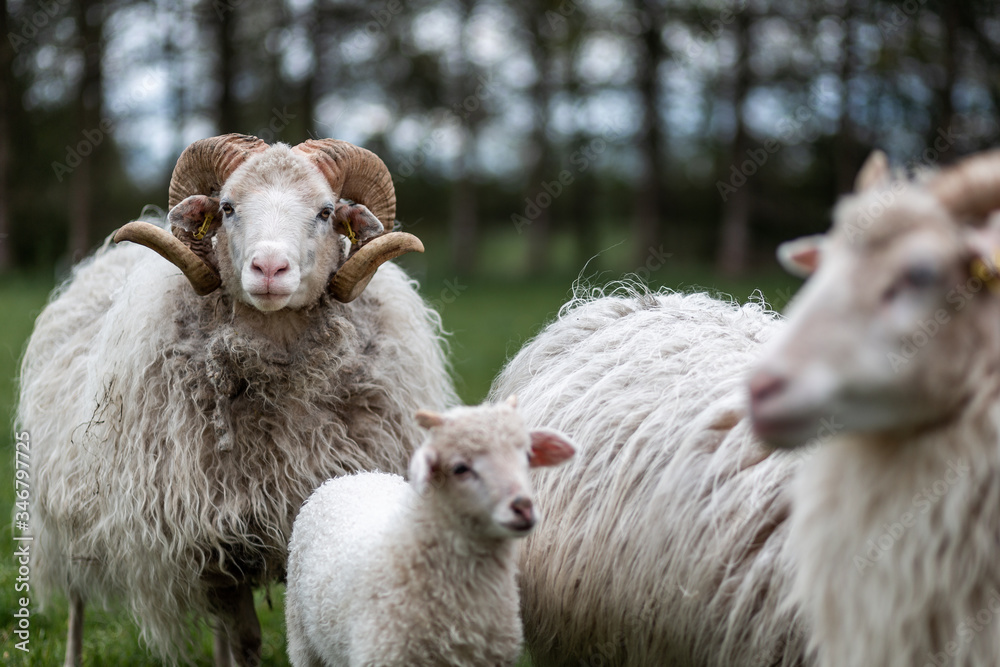 Obraz premium Schafsfamilie mit Lamm, Bock und Mutter auf der Wiese