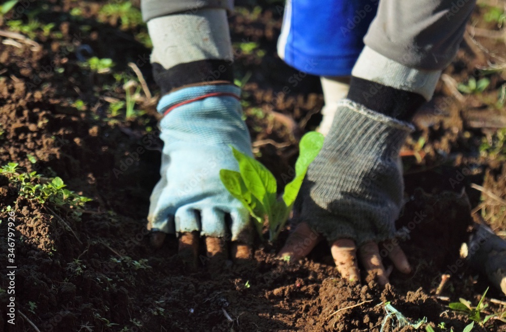 Fototapeta premium a mother is planting tobacco seedlings in a field. use protective gloves on the hand.