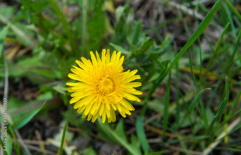 yellow dandelion flower in green grass yellow dandelion flower in green grass