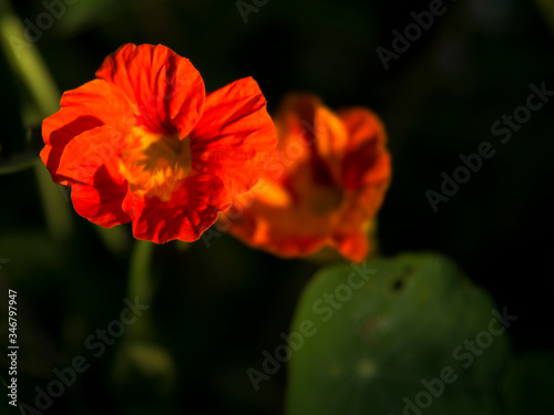 Bright orange Nasturtium flowers