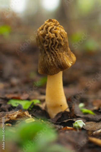 Edible and delicious mushroom Verpa bohemica in forest