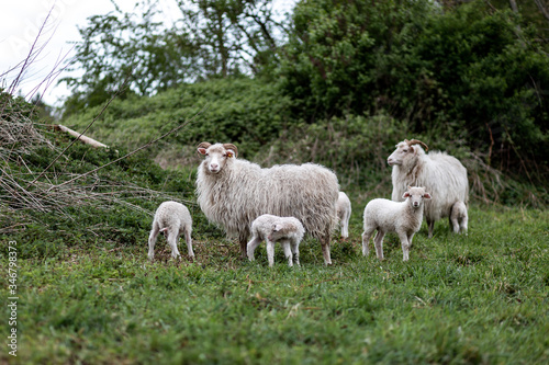 Weiße Schafe und ihre Lämmer auf einer Wiese