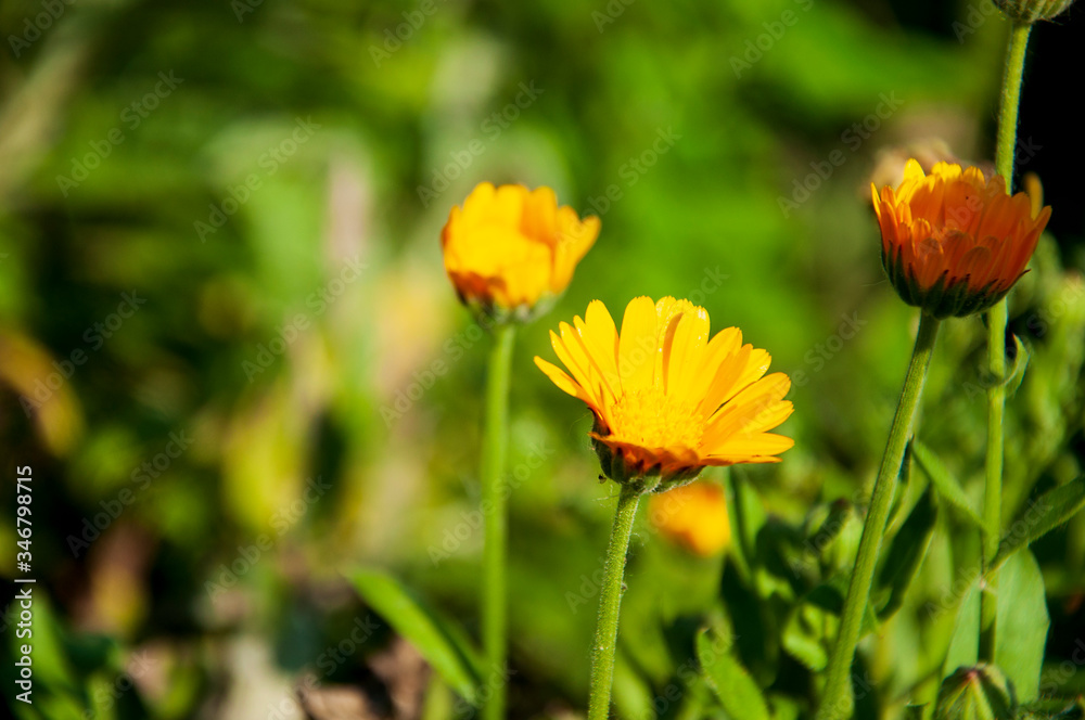 Meadow flower calendula yellow color in the summer field. Nature landscape. Tender background