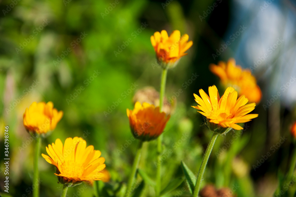 Meadow flower calendula yellow color in the summer field. Nature landscape. Tender background Meadow flower calendula yellow color in the summer field. Nature landscape. Tender background