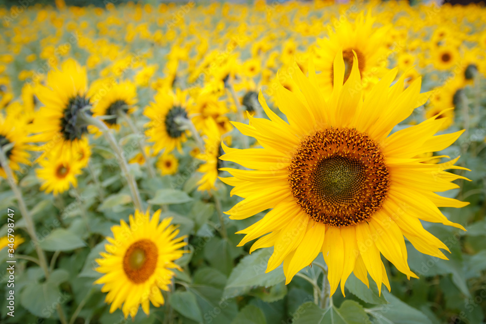 Obraz premium ひまわり畑 夏のイメージ