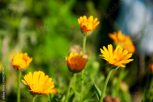 Meadow flower calendula yellow color in the summer field. Nature landscape. Tender background