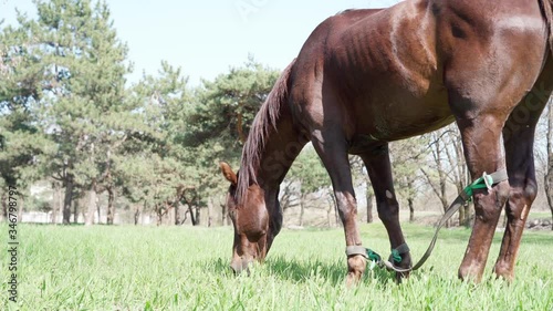 Horse eats green fresh grass