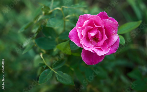 Bright pink rose blooming
