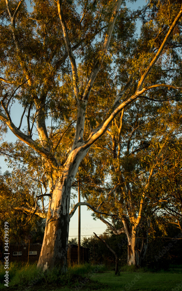 Sunlight falls on Bluegum trees