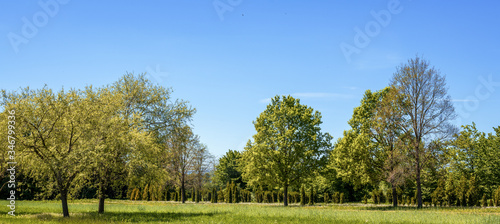 Hintergrund- Banner-Landschaft, grüne Bäume im frühen Sommer, Wiesen und blauer Himmel