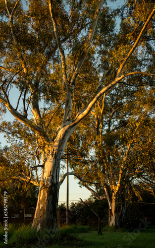 Sunlight falls on Bluegum trees