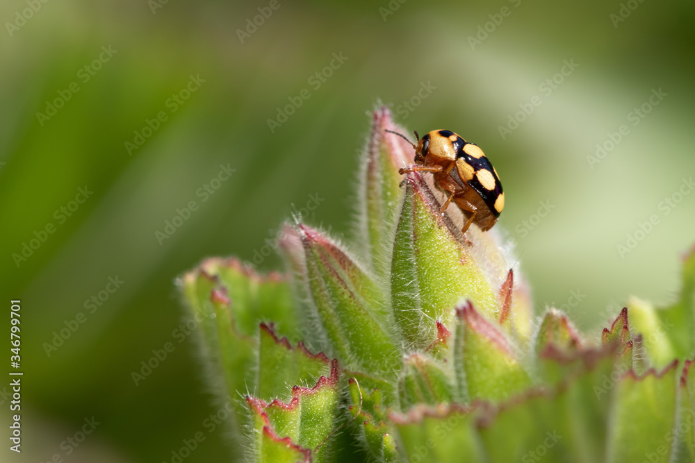 Ladybug with yellow spots sitting on a flower bud in garden. Ladybug with yellow spots sitting on a flower bud in garden.
