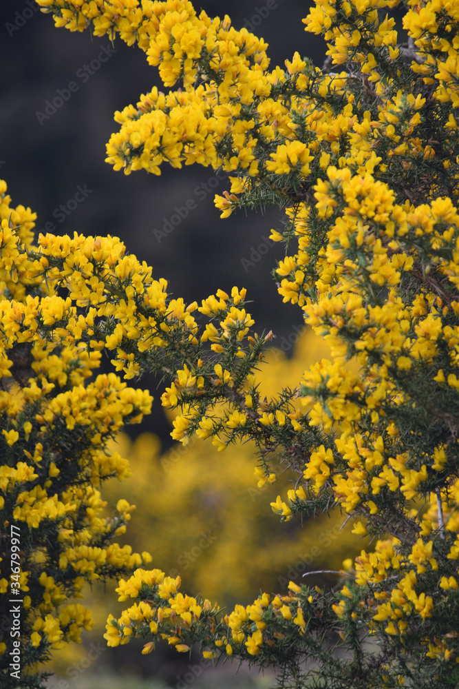 Gorse growing on Bodmin Moor Cornwall in Spring. Gorse growing on Bodmin Moor Cornwall in Spring.