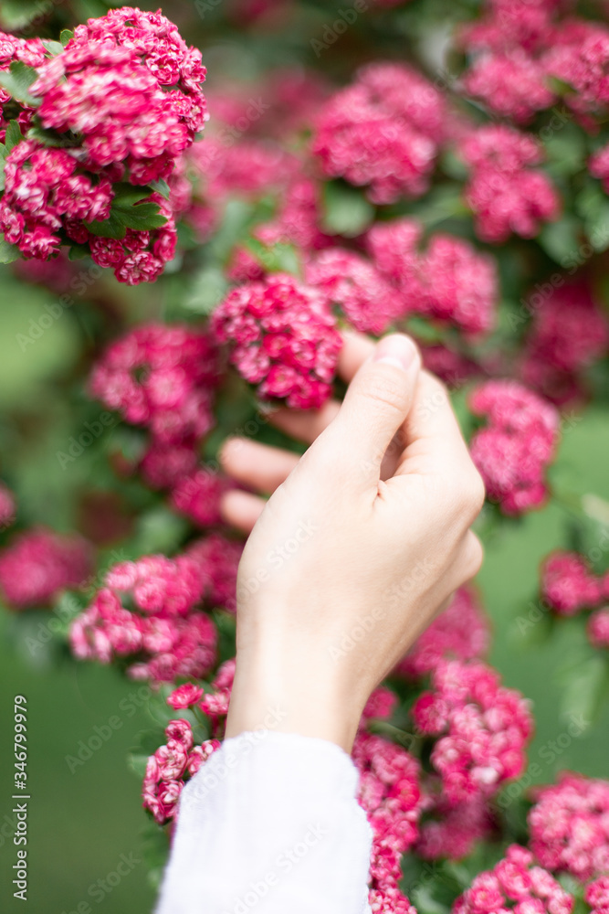 Woman hand against the background of a blossoming pink flowers hawthorn tree 