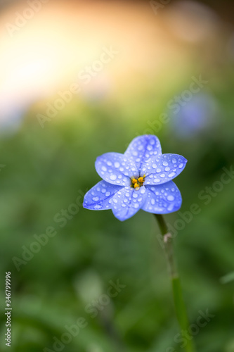 ハナニラの花