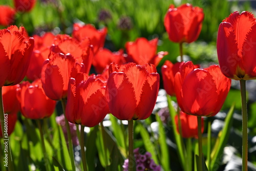 red tulips in the garden