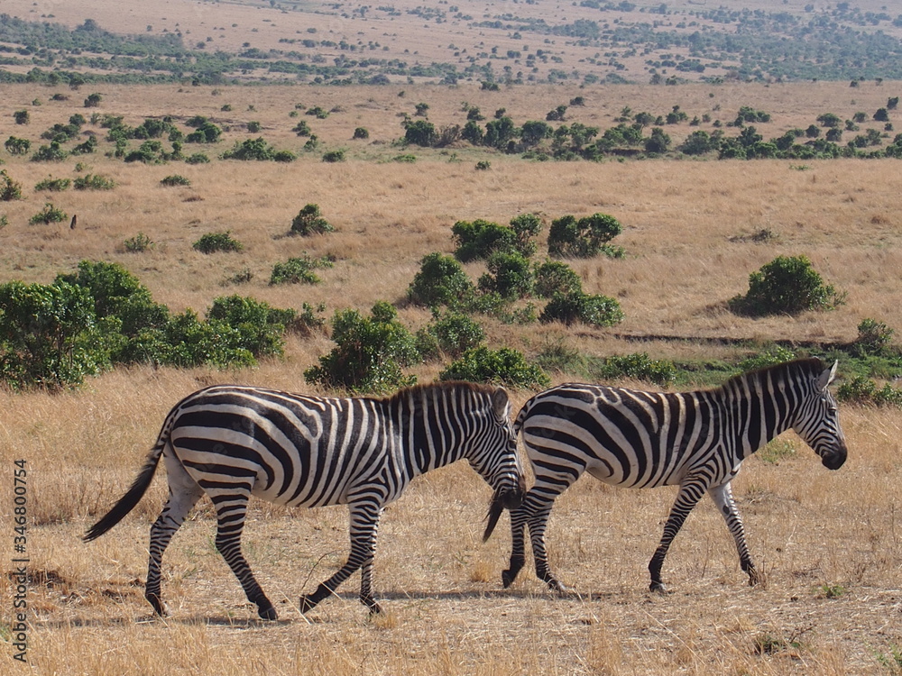 Obraz premium Zebras with beautiful patterns, Safari, Game Drive, Maasai Mara, Kenya