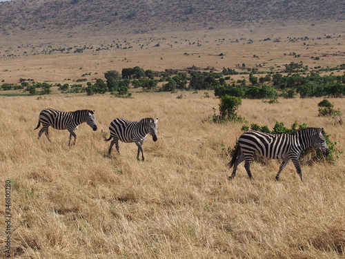 Zebras with beautiful patterns  Safari  Game Drive  Maasai Mara  Kenya