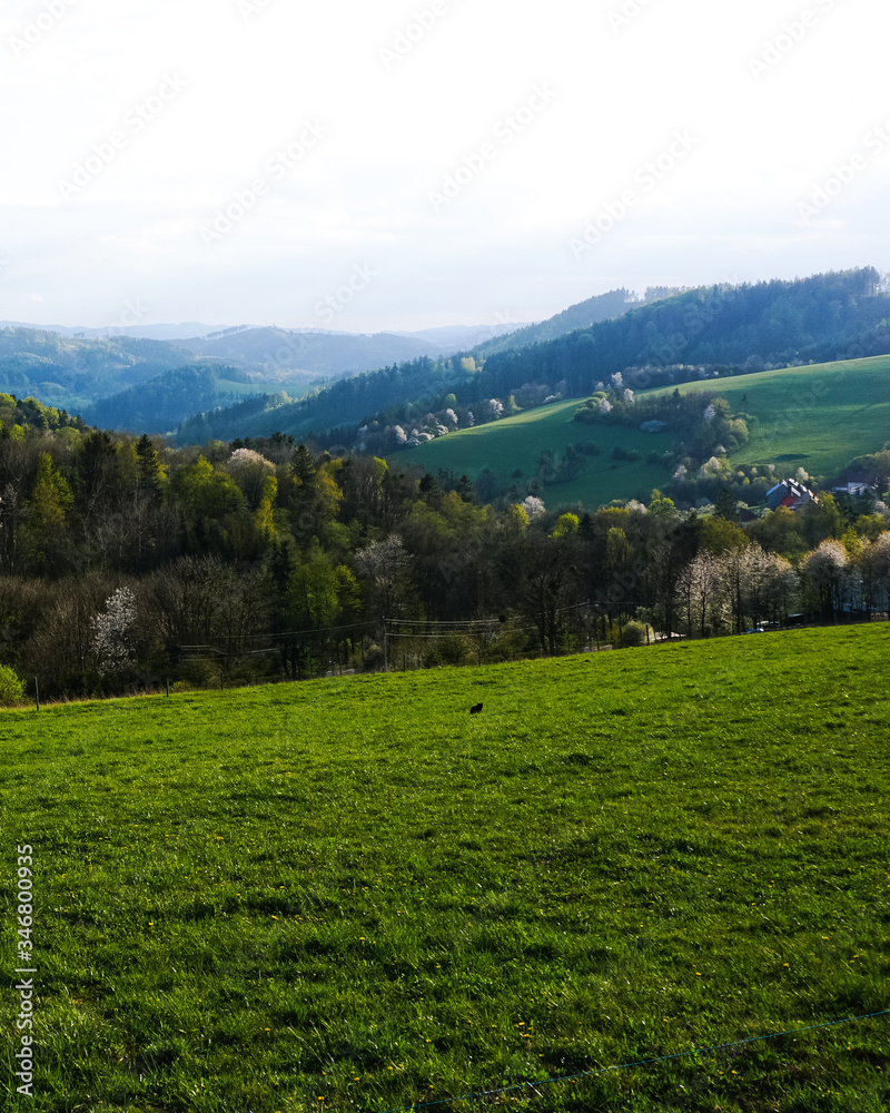 landscape with green grass