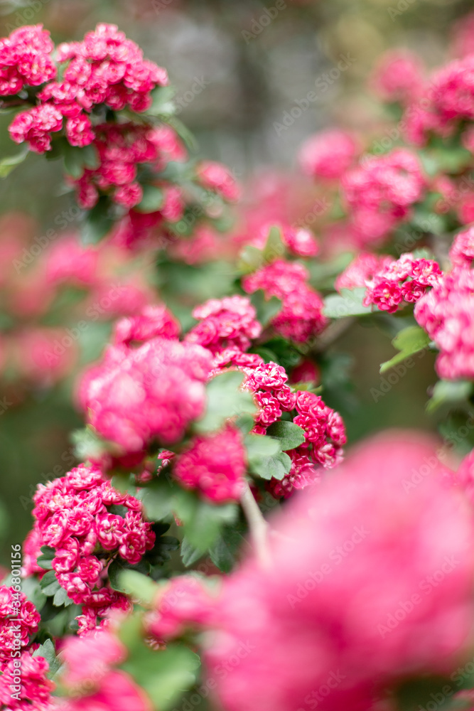 Obraz premium Pink Hawthorn flowers. Blooming haw branches. Spring macro photo.