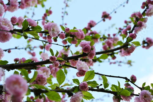 cherry blossom in spring