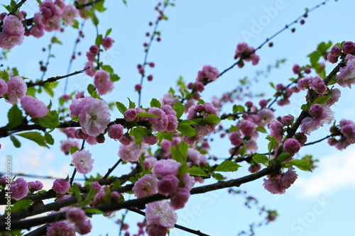pink almond blossom