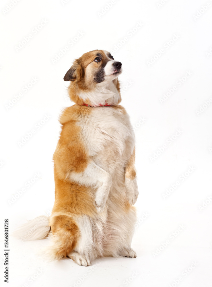 red dog on its hind legs on a white background red dog on its hind legs on a white background