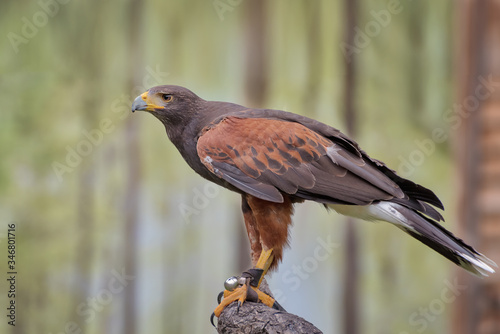 Harris's hawk, the bay-winged hawk or dusky hawk, a medium-large bird of prey