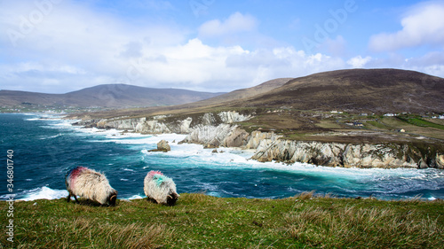 Achill Island sheeps
