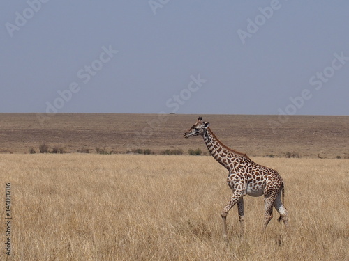 The giraffe on the prairie  Safari  Game Drive  Maasai Mara  Kenya
