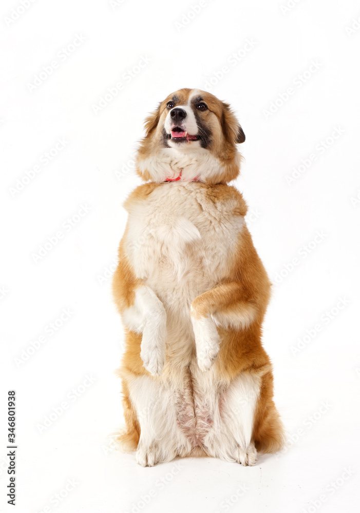 red dog on its hind legs on a white background