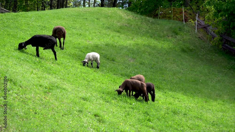 black, brown and white cropped sheeps on a green grass meadow black, brown and white cropped sheeps on a green grass meadow