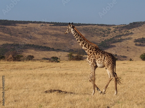 The giraffe on the prairie, Safari, Game Drive, Maasai Mara, Kenya