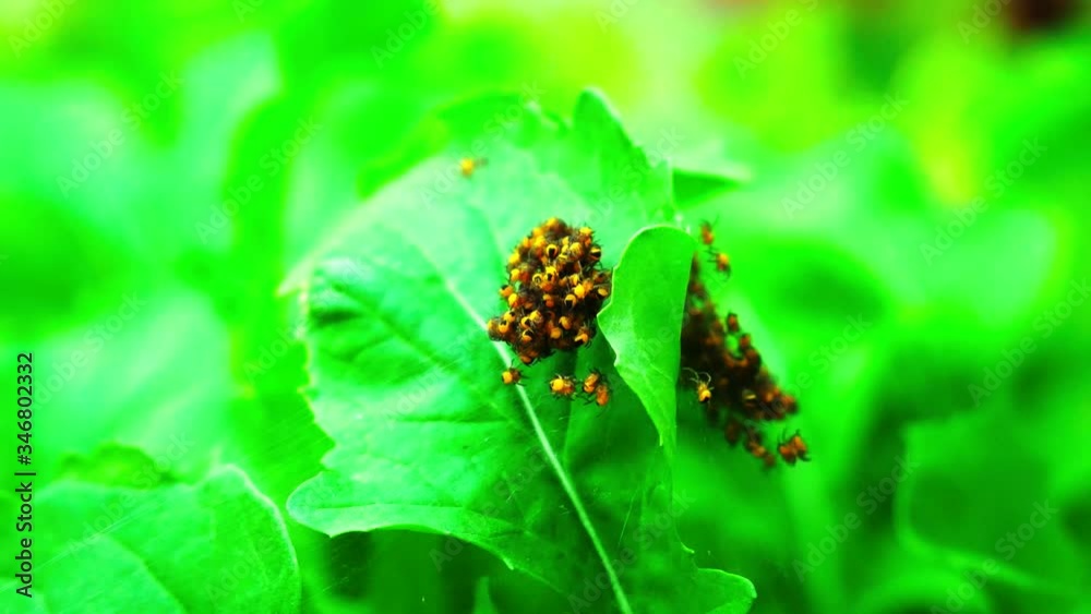 A cluster of baby spiders inhabiting a rocket plant A cluster of baby spiders inhabiting a rocket plant