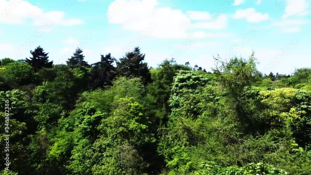 A panoramic shot above the tree canopy A panoramic shot above the tree canopy