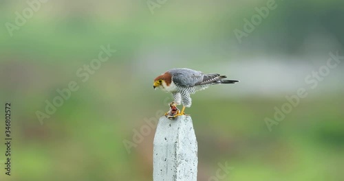 Red necked Falcon rips apart a bird kill on a pole in grassland habitat photo