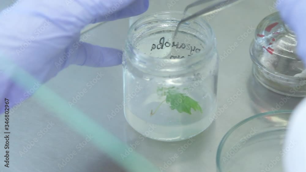 Cloning of plants in the laboratory by cultivation on nutrient media. Cloning of plants in the laboratory by cultivation on nutrient media.