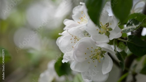 Apple tree blossom moving gently with the breeze