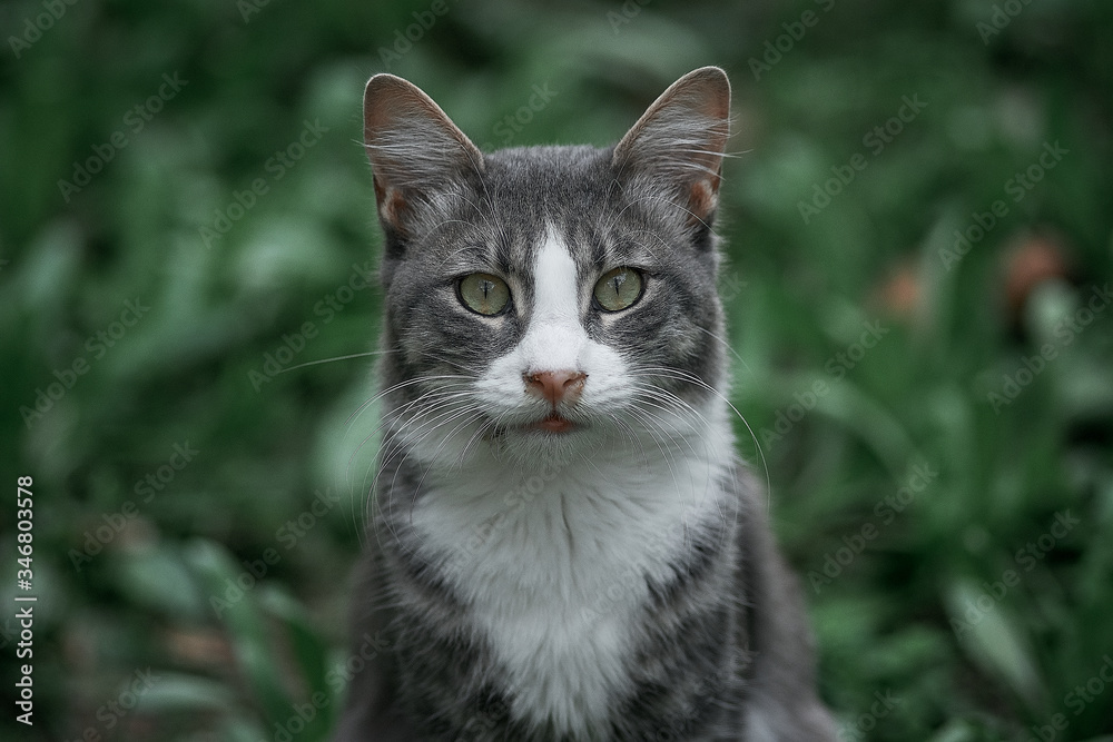 Fototapeta premium portrait of a cat