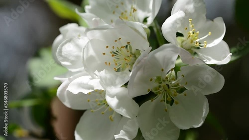 Apple tree blossom moving gently with the breeze
